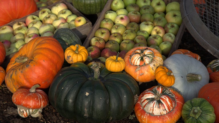Display of pumpkins, gourds and apples at Chartwell, Kent